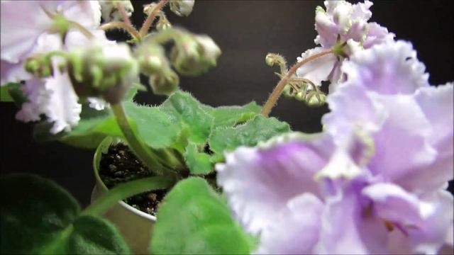 LOUISIANA LULLABY - African Violet Review