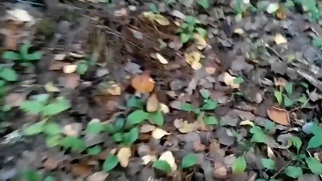 БЕЛЫЕ ГРИБЫ! Октябрь.Последний бастион! смотреть онлайн
