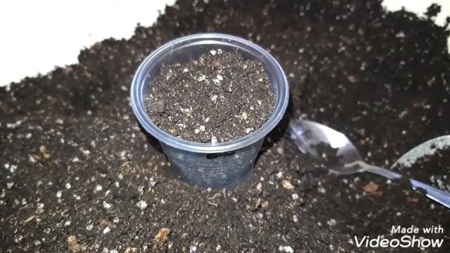 АХИМЕНЕСЫ. Грунт для ахименесов. Посадка ризом ахименесов. смотреть онлайн