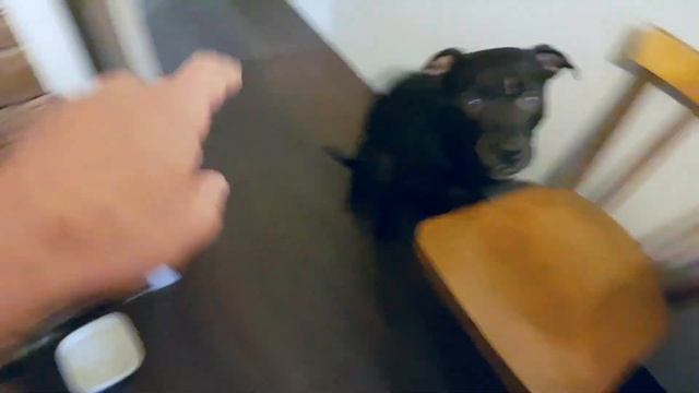 Что Делать Если Собака Не Кушает Сухой Корм смотреть онлайн