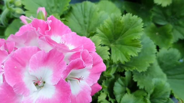 소소한 행복 2 смотреть онлайн