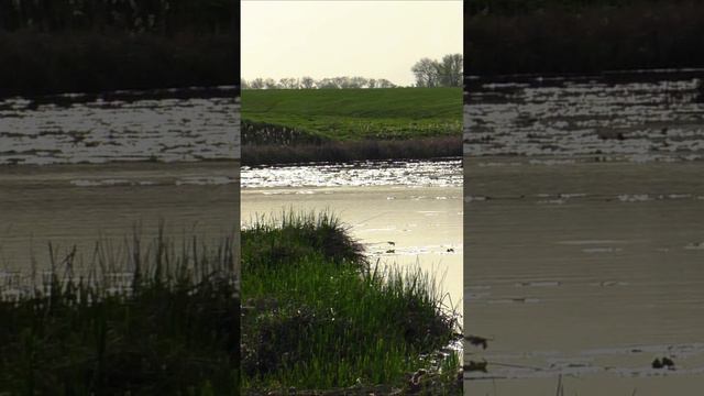 ЖЕНА ОБЛАВИЛА МЕНЯ! смотреть онлайн