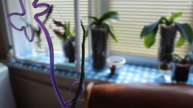 10. Результаты применения цитокининовой пасты. смотреть онлайн