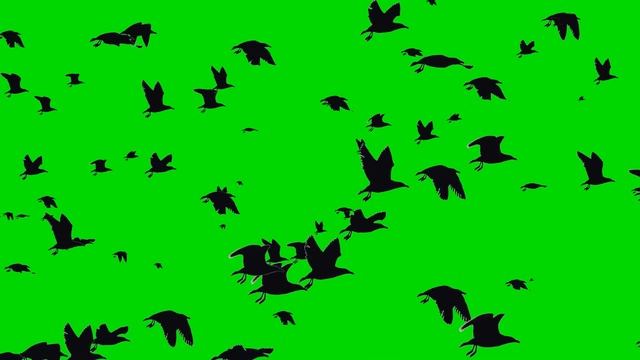 Летящие птицы на зелёном фоне | Flying birds on a green background | chromakey смотреть онлайн