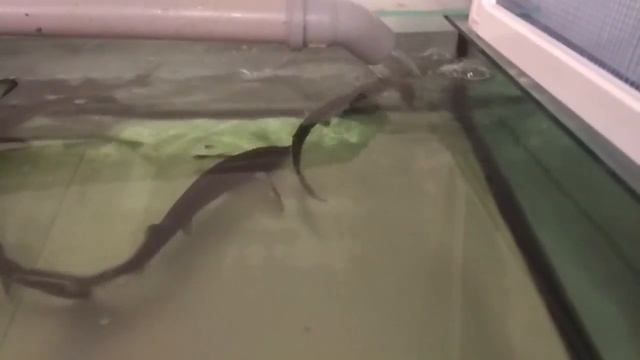 мини УЗВ смотреть онлайн