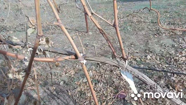 осенняя подрезка винограда смотреть онлайн