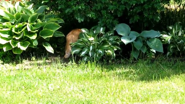 Как рыжий кот Мухин бабочек ловил | How red cat butterflies caught смотреть онлайн