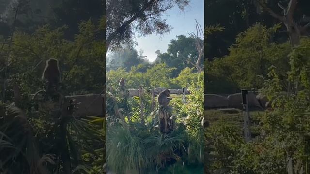 San Diego zoo / зоопарк Сан-Диего смотреть онлайн