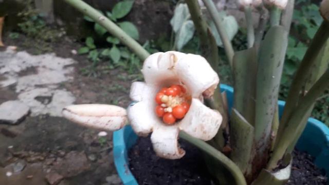 Keladi eksotis dihiasi bunga yang menawan смотреть онлайн