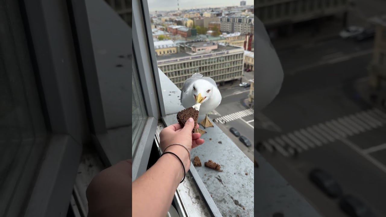 Питерские голуби смотреть онлайн