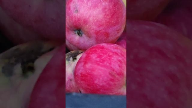 Яблоки созрели ароматные#дача смотреть онлайн