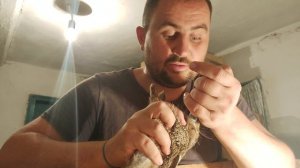 Что с ЗАЙЧАТАМИ?? КОРМЛЕНИЕ ОСИРОТЕВШИХ ДИКИХ ЗАЙЧАТ!!