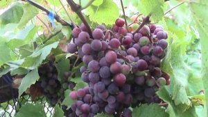 Виноград ватра,свенсон ред и гриф на 15.08.19г