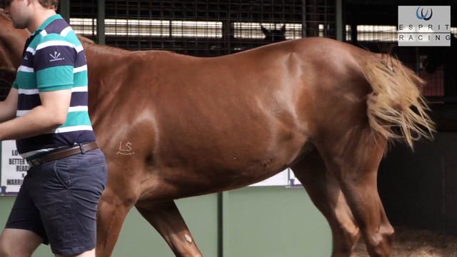 Lot 144 Starcraft x Flying Flywheel filly - Esprit Racing смотреть онлайн
