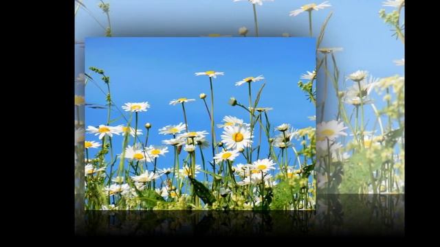 Ромашка - ромашка, цветок полевой смотреть онлайн