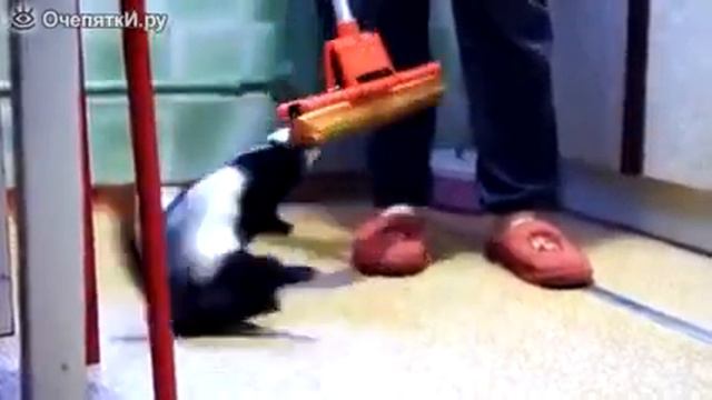 Хорёк против швабры