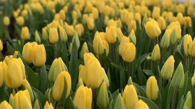 Библейский канон.Не всё так просто ... смотреть онлайн