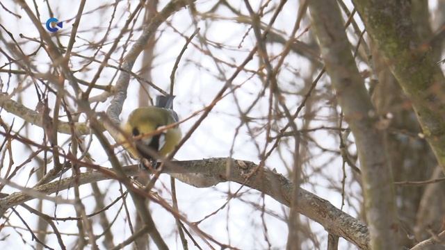 СИНИЦЫ | «Тайны карельского леса» смотреть онлайн
