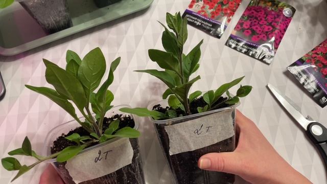 Петуния ТАЙДАЛ. Первая стрижка! смотреть онлайн