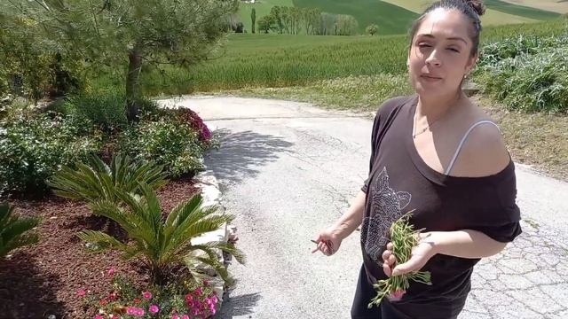 Delosperma,Gli amici del Sole ?! pianta super semplice nella Coltivazione e nella Propagazione!! смотреть онлайн