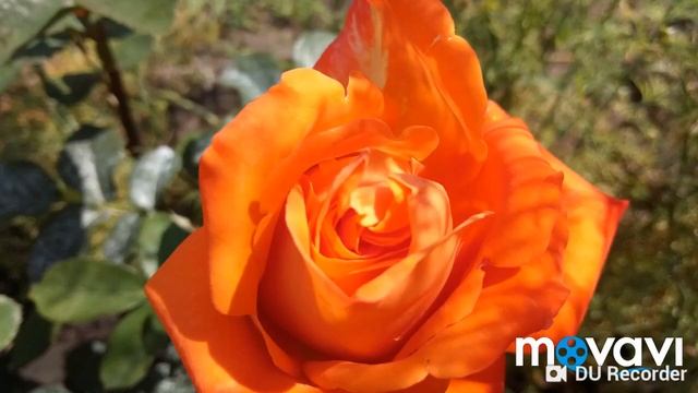 ? Розы на моей даче (все первогодки) смотреть онлайн