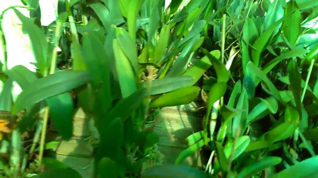 Descontasso! orquídea cattleya blc Catarina Hong - orquídeas e afins смотреть онлайн