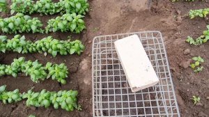 Кинза .Посев, посадка, выращивание.