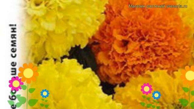 Бархатцы прямостоячие Солнечные гиганты. Краткий обзор, описание характеристик tagetes erecta смотреть онлайн