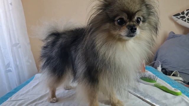 Стрижка шпица (Как я подстриг первый раз Шпица) смотреть онлайн