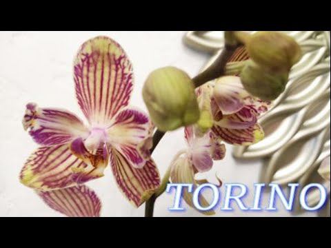 №356/ ПЕРЕВАЛКА ТРЁХ орхидей TORINO в стеклянную вазу