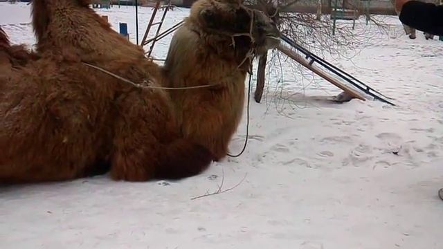 Верблюд зимой у нас во дворе прост ОМG смотреть онлайн
