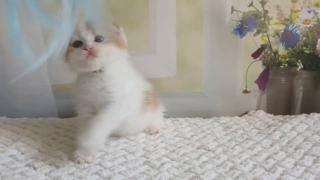 Котик шоколадный золотой арлекинчик смотреть онлайн