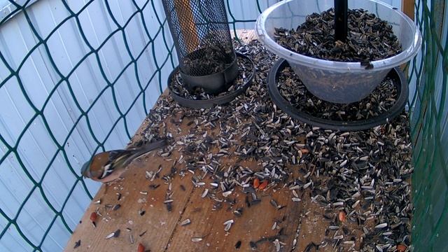 Опять прилетал зяблик смотреть онлайн