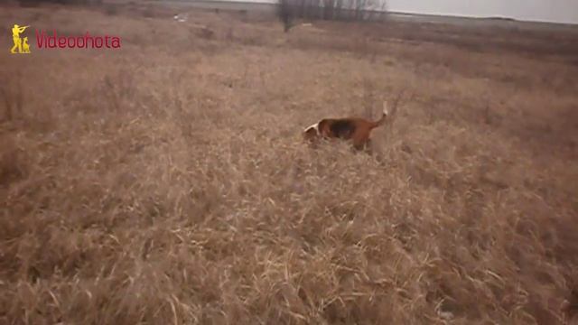 Эстонская гончая! Videoohota смотреть онлайн