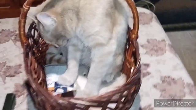 Славянск.25.12.23. Тихий вкусный понедельник. Часть христиан празднует Рождество. смотреть онлайн