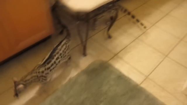 САМЫЕ ЭКЗОТИЧЕСКИЕ ДОМАШНИЕ ЖИВОТНЫЕ / ТОП 10 смотреть онлайн