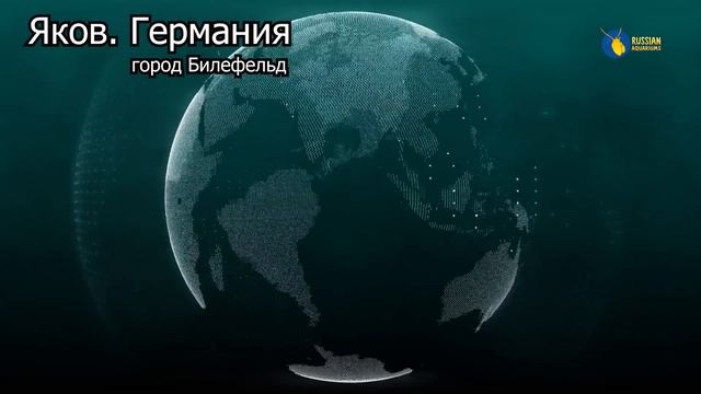 Содержание и разведение Гарра руфа смотреть онлайн
