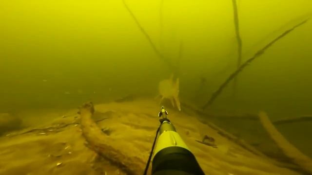 Подводная охота  Щука 15 кг, судаки, язи