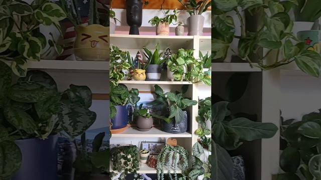 I've been told I have a plant problem ... 🤷🏻♀️🤦🏻♀️🤣 #jaclynnsjungle #plantcare #houseplants смотреть онлайн
