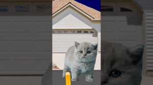 Недели котёнок Shorts (13)