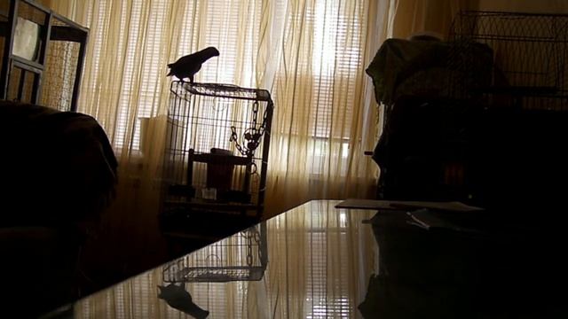 Моня Жако начинает говорить...... смотреть онлайн