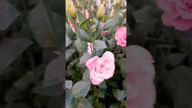 эустома мариачи пинк смотреть онлайн