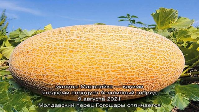 Выращивание ультраранней дыни Дакаро смотреть онлайн