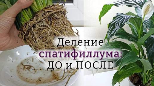 Спатифиллум молоденький: поделила, восстановила, увидела цветы ? смотреть онлайн