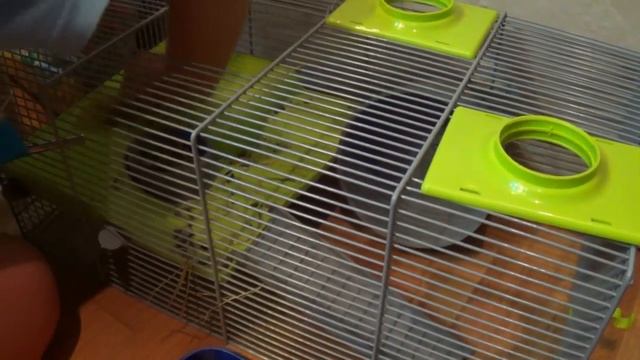 Как убирать у хомяков. Уборка клетки хомяка limpiar hámsters. Limpieza hámsters. Cleaning hamsters смотреть онлайн