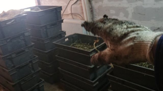 Работы с червем после завершения сезона. смотреть онлайн