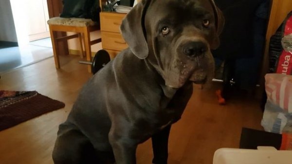 Кане корсо чем кормить?