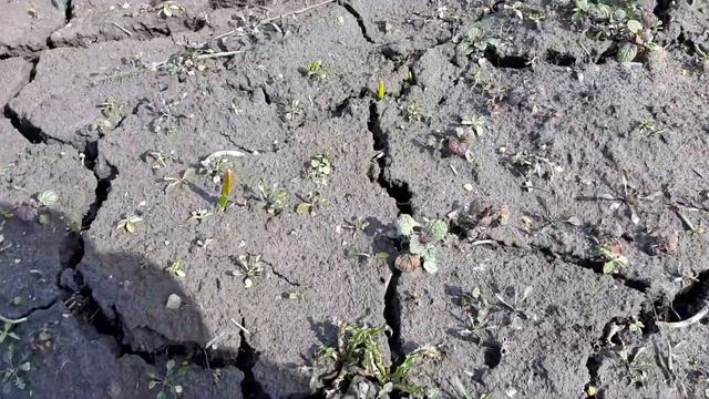 Начало полевых работ на чесночном поле. Закрытие влаги боронованием. Сульфат магния растворяется. смотреть онлайн