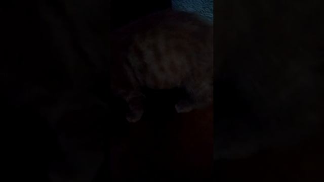 Как узнать пол котёнка? смотреть онлайн