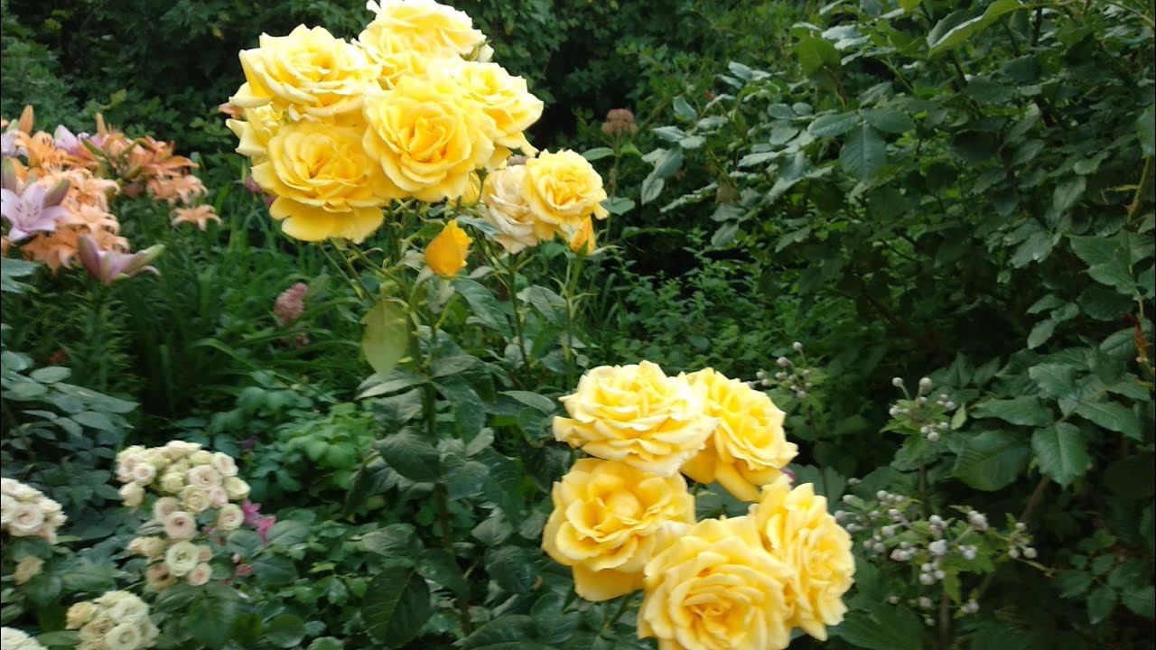 Болезни роз. Почему болеют Розы. смотреть онлайн